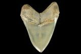 Serrated, 4.88" Megalodon Tooth - Aurora, North Carolina - #129450-2